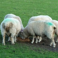 MIXED FARMING IN ST JUST AND COT VALLEY - 16JAN12