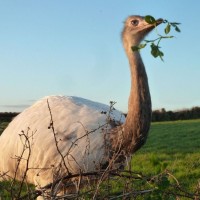 MIXED FARMING IN ST JUST AND COT VALLEY - 16JAN12