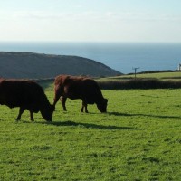 MIXED FARMING IN ST JUST AND COT VALLEY - 16JAN12