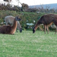 MIXED FARMING IN ST JUST AND COT VALLEY - 16JAN12