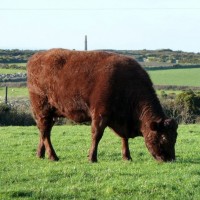 MIXED FARMING IN ST JUST AND COT VALLEY - 16JAN12