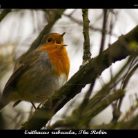 robin