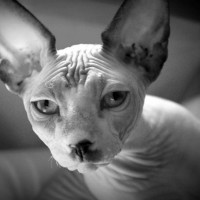Archibald our Sphynx