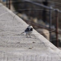 wagtail