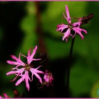 Ragged Robin