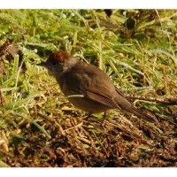 Female Blackcap