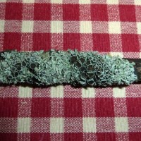 The intricacy of lichen