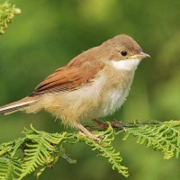 Whitethroat