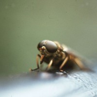 Horse Fly