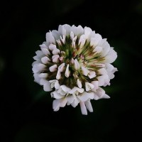 White Clover