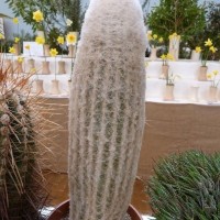 Cactus or Furry Zeppelin?