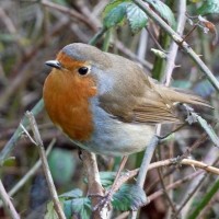 Friendly Robin - 10th March, 2012