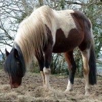 Attractive Stallion at Chacewater