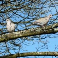 Newly-marrieds? Two Collared Turtle Doves