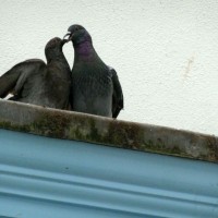 Two amorous pigeons in Falmouth - 10th March, 2012