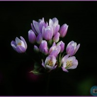 Flowering Rush