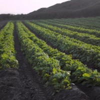 cornish tatties