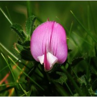 Common Restharrow