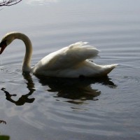 Swan