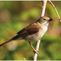 Female Whitethroat