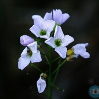 Cuckoo Flower