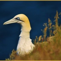 Gannet