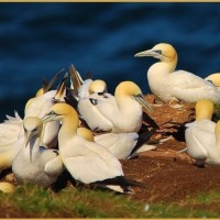 Gannets