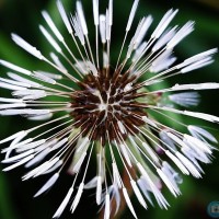 A Natural Sparkler