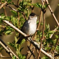 Male Blackcap