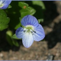 Common Field Speedwell