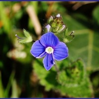 Germander Speedwell