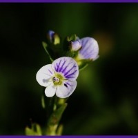 Thyme Leaved Speedwell