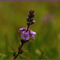 Heath Speedwell