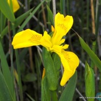 water lilly