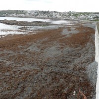 Low  tide.  Mount's  Bay.