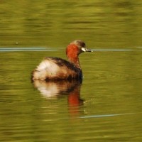 Male Dabchick / Little Grebe