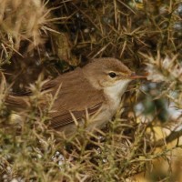Reed Warbler