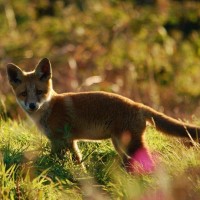 Young foxes