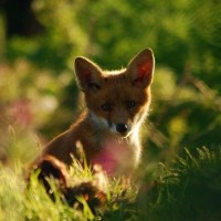 Young Fox