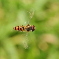 Hoverfly