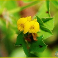 Black Medick