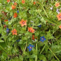 Scarlet Pimpernels - Barwis Hill