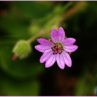 Hedgerow Cranesbill