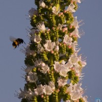 collecting pollen
