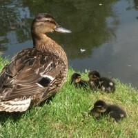 a quacking summer NOT