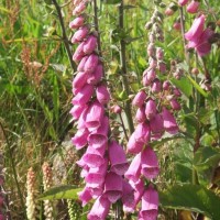 beautiful foxgloves