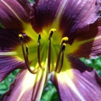 In the beauty of the Lily