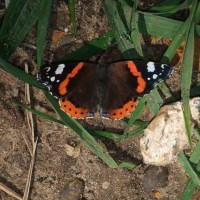 Butterflies