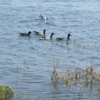 Brent geese