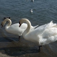 Swanning around.